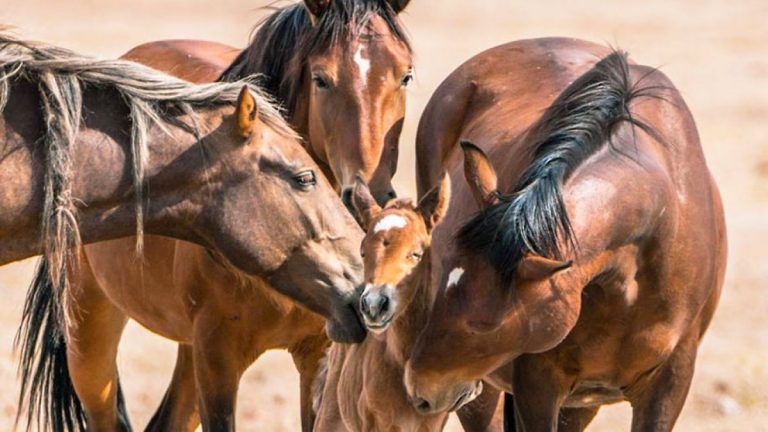 Como Quitar Los Miedos A Un Caballo