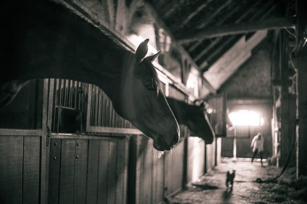 Como Quitar Los Miedos A Un Caballo