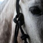 Cabezal de seguridad – caballo ecuestre – 6