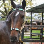 Jáquima argentina – caballo ecuestre – 10