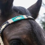 Jáquima argentina – caballo ecuestre – 2