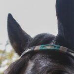 Jáquima argentina – caballo ecuestre – 6