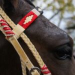 Jáquima argentina – caballo ecuestre – roja –