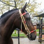Jáquima argentina – caballo ecuestre – roja – 7