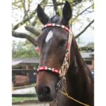 Jáquima argentina – caballo ecuestre – roja – 8